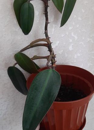 Филодендрон красный philodendron erubescens филодентрон 3
