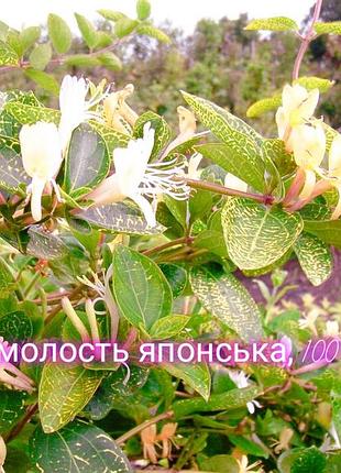 Жимолость японская