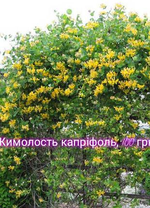 Жимолость каприфоль, желтая