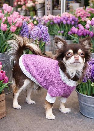 Одяг для собак 
светр для собаки