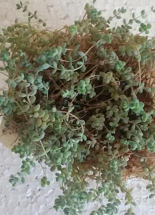 Седум sedum dasyphyllum 2