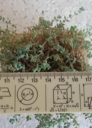 Седум sedum dasyphyllum 3