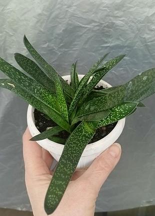 Гастерия (gasteria nitida var. armstrongi) 2