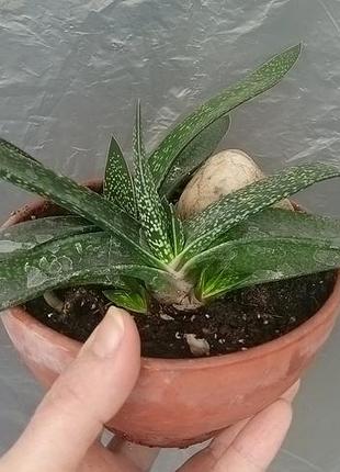 Гастерия (gasteria nitida var. armstrongi) 3