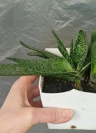 Гастерия (gasteria nitida var. armstrongi) 4