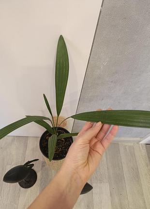 Пальма вашингтонія palm washingtonia нитконосна