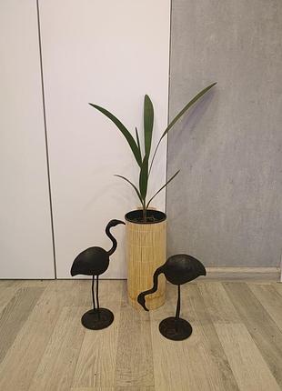 Пальма вашингтонія palm washingtonia нитконосна 2
