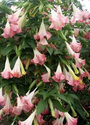 Бругмансия розовая ароматная brugmansia suaveolens трубы ангела черенки с корнями