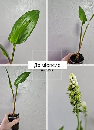 Дримиопсис пятнистый ледебурия черешковая сцилла