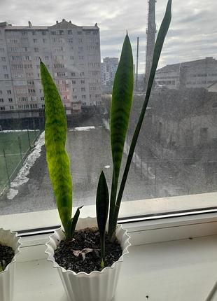 Сансеверия, тещина языка 3