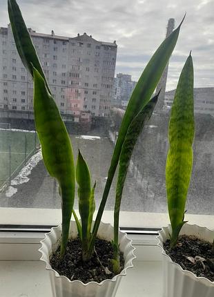 Сансеверия, тещина языка 2