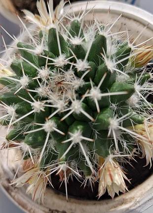 Mammillaria nejapensis цветок комнатный - натуральный кактус подарок к покупке цветок комнатная 2