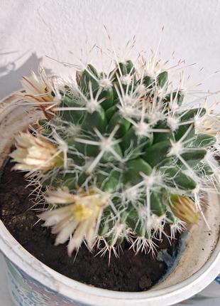Mammillaria nejapensis цветок комнатный - натуральный кактус подарок к покупке цветок комнатная 3