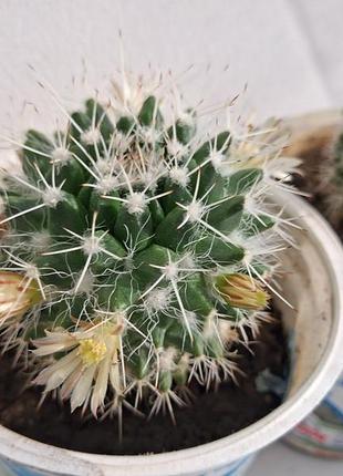 Mammillaria nejapensis цветок комнатный - натуральный кактус подарок к покупке цветок комнатная 4