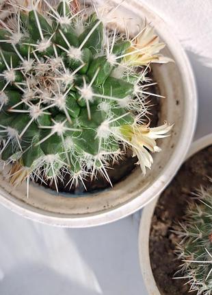 Mammillaria nejapensis цветок комнатный - натуральный кактус подарок к покупке цветок комнатная 5