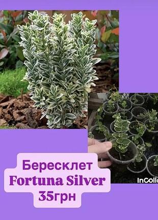 Бересклет fortyna silver