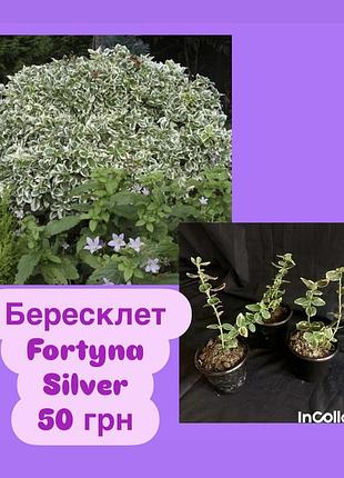 Бересклет fortyna silver