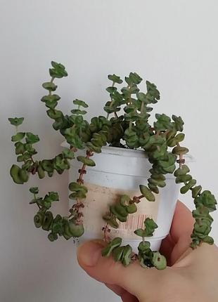Красала нилиана (crassula nealiana) 2