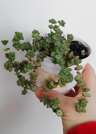 Красала нилиана (crassula nealiana)