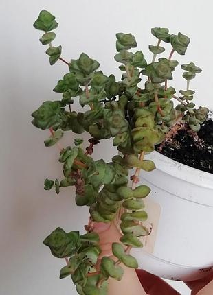 Красала нилиана (crassula nealiana) 3
