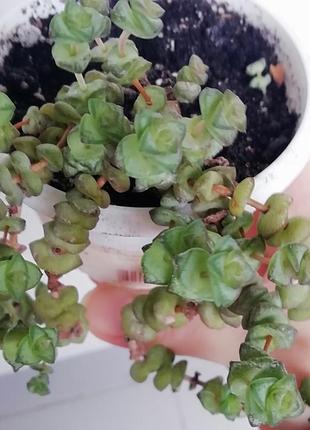 Красала нилиана (crassula nealiana) 4