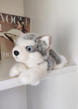 М'яка іграшка собака хаскі