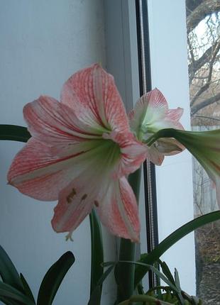Гіпеаструм (hippeastrum) 3