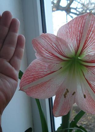 Гіпеаструм (hippeastrum) 5