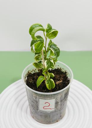 Фікус ірєн ( ficus iren). підрослий живець.