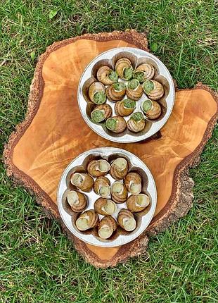 Улитка афродизиак самая вкусная полезная белковая еда