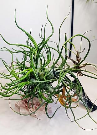 ✅tillandsia bulbosa кущик xl