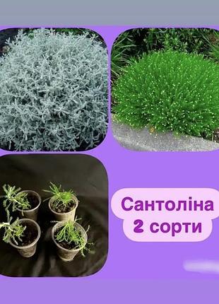Сантоліна зелена і срібляста - набір