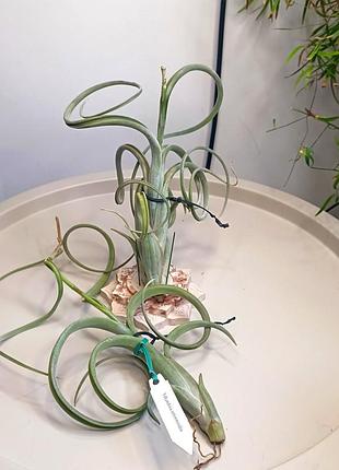 ✅tillandsia intermedia ( интермедіа тілландсія)