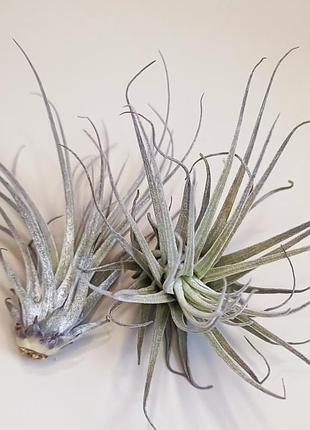 ✅тилландсия полиана (tillandsia poliana)