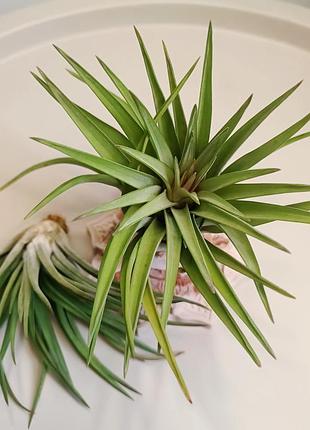 ✅тілландсія велютіна, велюровая   (tillandsia velutina)