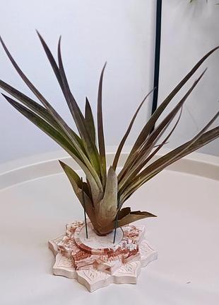 ✅тілландсія повітряна  (tillandsia melanocrater)