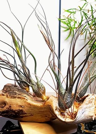 ✅тілландсія бутца повітряна  (tillandsia butzii)