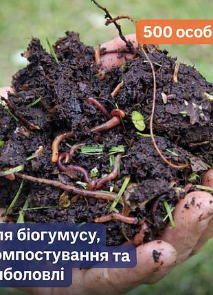 Маточник калифорнийского червяк 500 шт для разведения, червь старатель для биогумуса, компоста и рыбалки