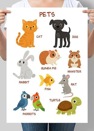 Учебный постер для детсадка английских животных pets