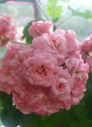 Пеларгонія grainger's antique rose 2