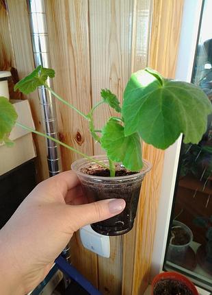 Пеларгонія grainger's antique rose 4