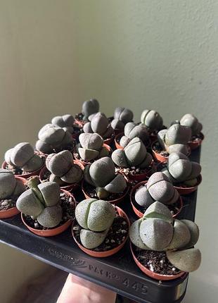 Літопси (lithops) (ø 5.5 см, h 10 см).