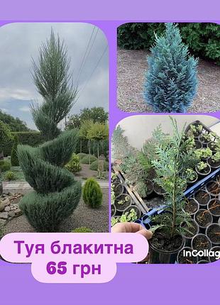 Туя блакитна