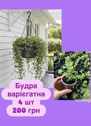 Будра варієгатна - набір 4 шт
