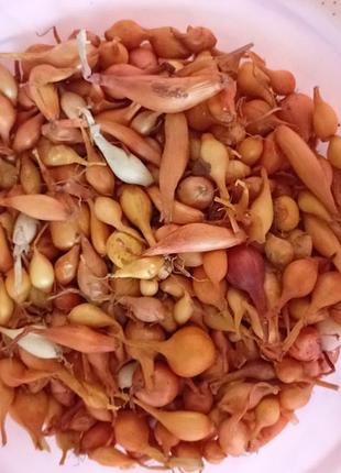 Цибуля тиканка на посадку.продам домашню ріпчасту цибулю для посадки на зиму тиканка 1кг -...