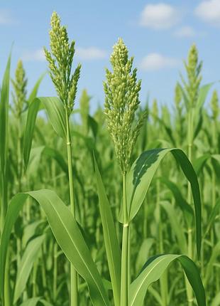 Суданка белянка (сидерат) — эффективная защита от сорняков и восстановление почвы
