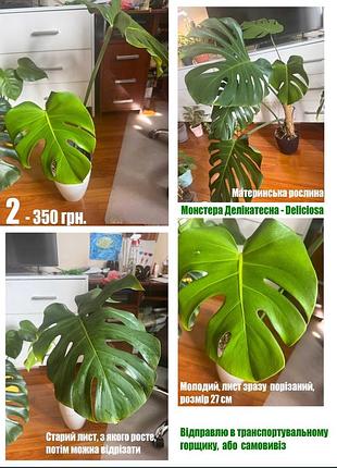 Монстера делікатесна - monstera delicioza, adansony, siltepecana
