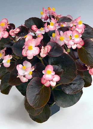 Бегонія вічноквітуча найтлайф f1 колір: rose bicolor 10 шт