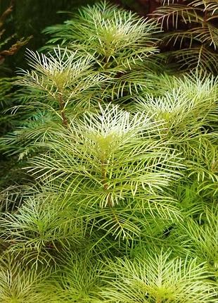 Перистолистник белый матогросский myriophyllum mattogrossense golden