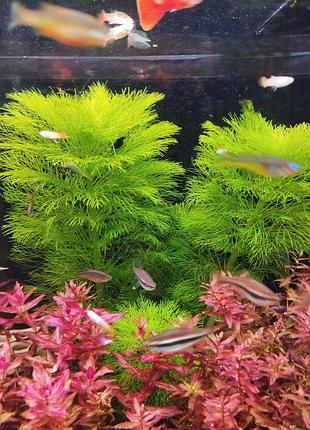 Лимнофила акватика амбулия (limnophila aquatica «ambulia»)